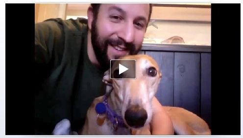 Facebook вводит видеозвонки через Skype [Новости] Видео чат Собака
